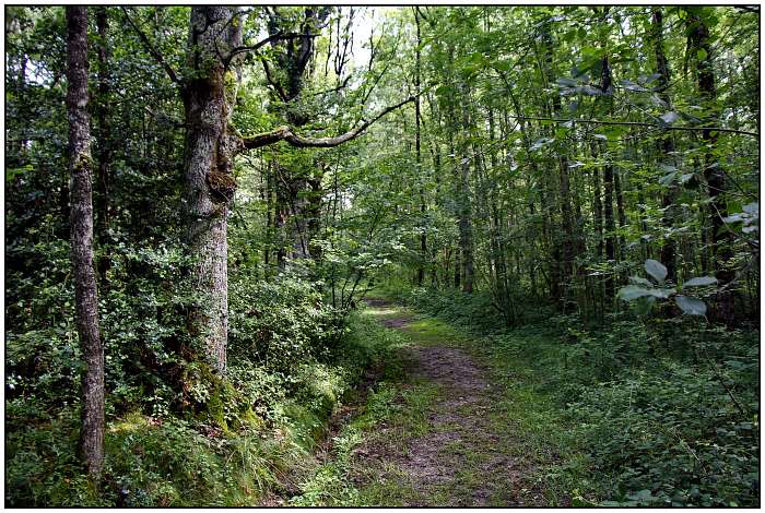 Creuse Nature (4) - Luxuriöses Öko-Chalet - Im Wald spazieren